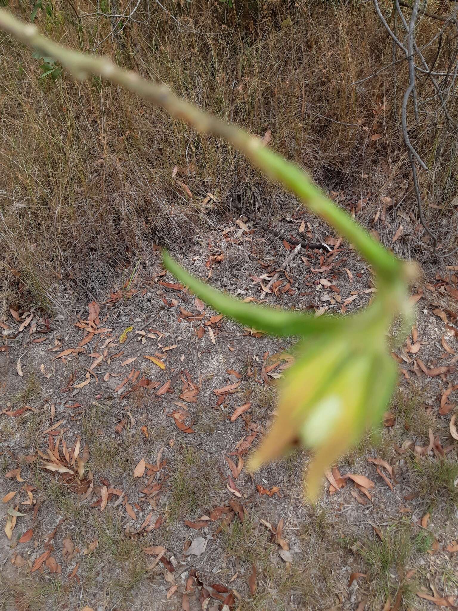 Image of Hibiscus heterophyllus Vent.