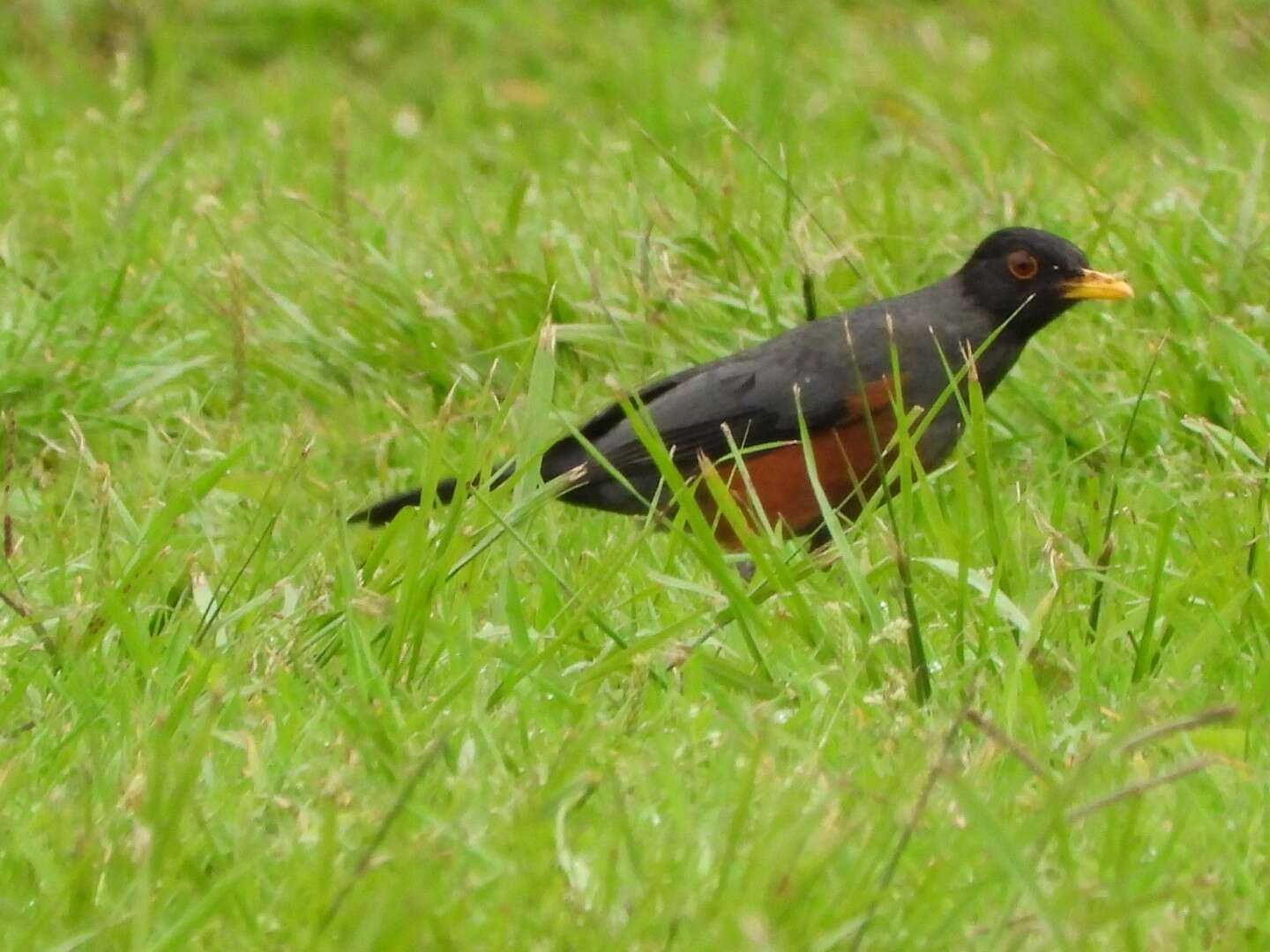 Image of Chestnut-bellied Thrush