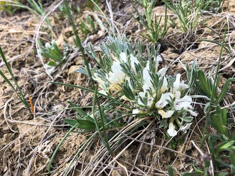 Image of plains milkvetch