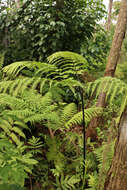 Imagem de Pteris tripartita Sw.