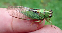 Image of Chatham Island cicada