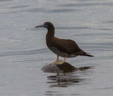 Image of Brown Booby