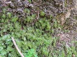 Hymenophyllum tunbrigense (L.) Sm. resmi