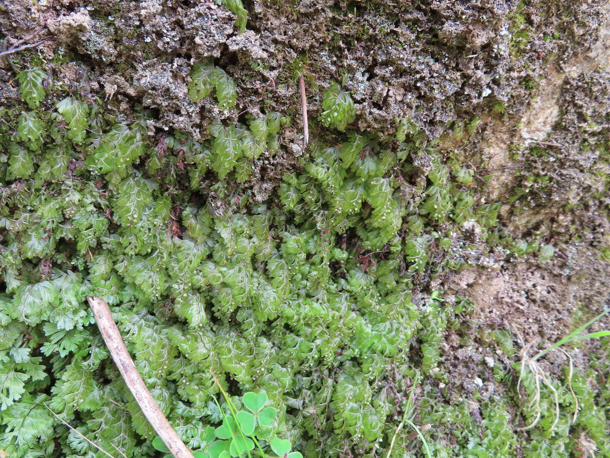 Plancia ëd Hymenophyllum tunbrigense (L.) Sm.