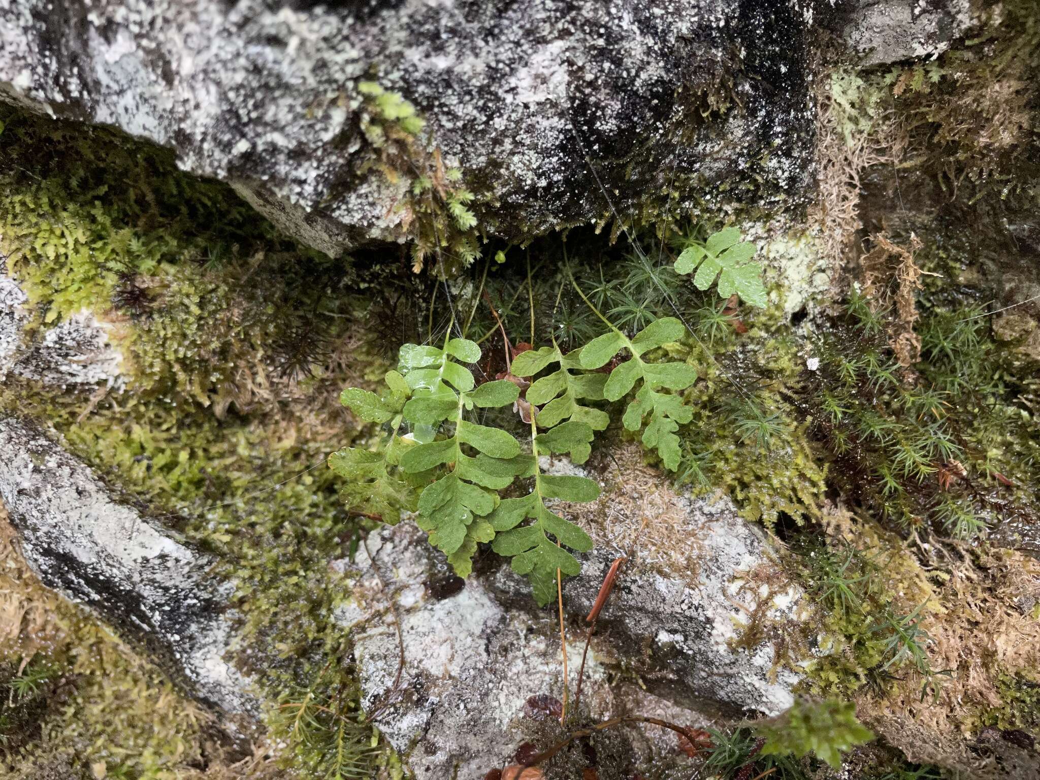 Polypodium amorphum Suksdorf的圖片