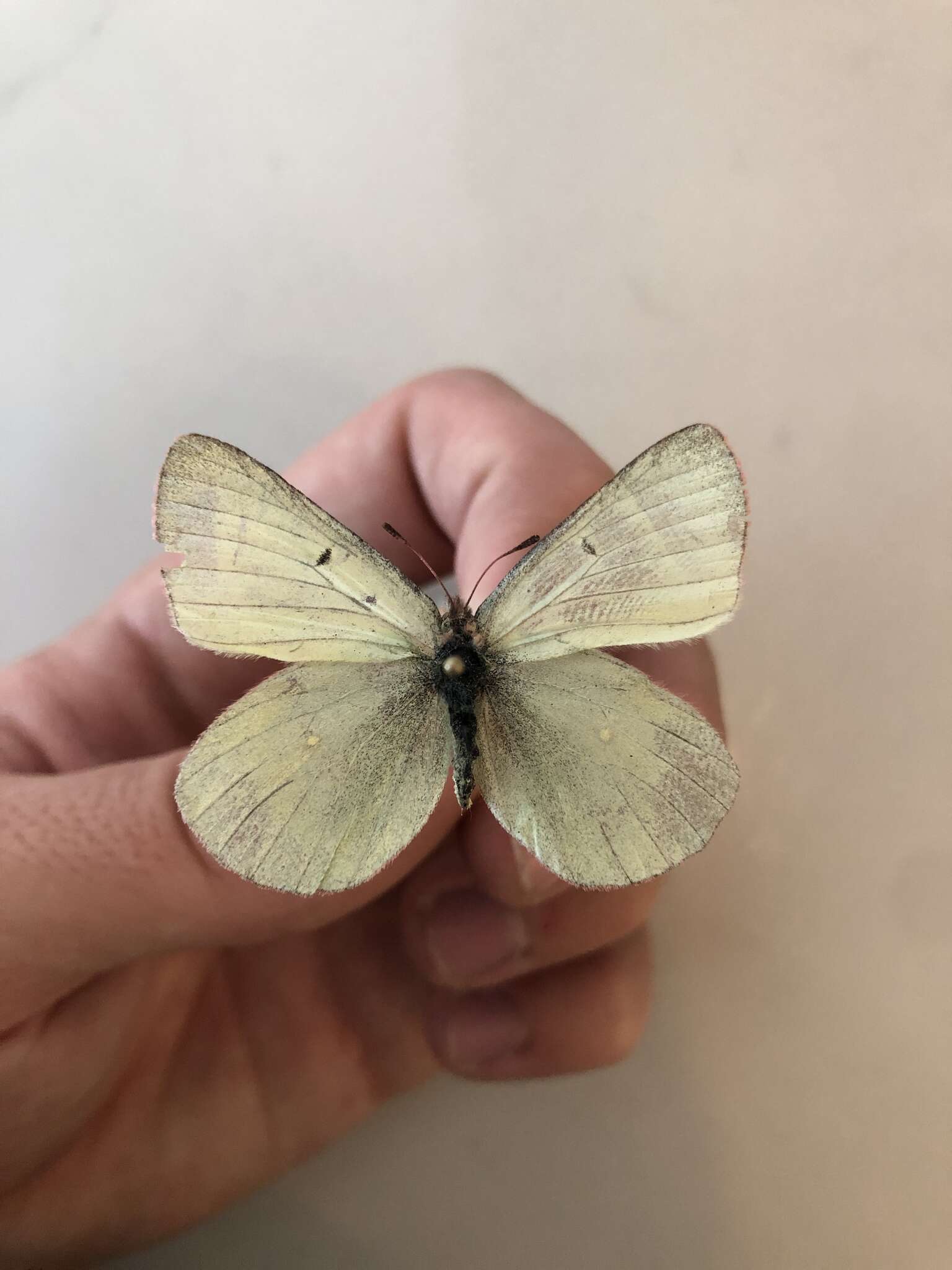 Image of Scudder's Sulphur