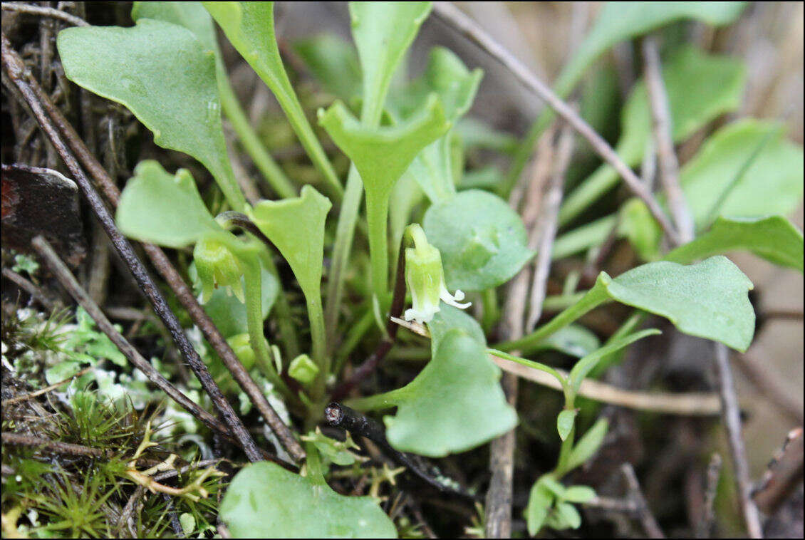 Image of Viola hederacea subsp. cleistogamoides L. Adams