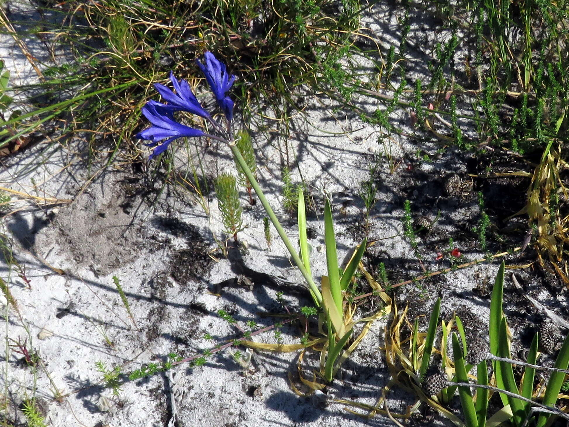 Слика од Agapanthus africanus (L.) Hoffmanns.