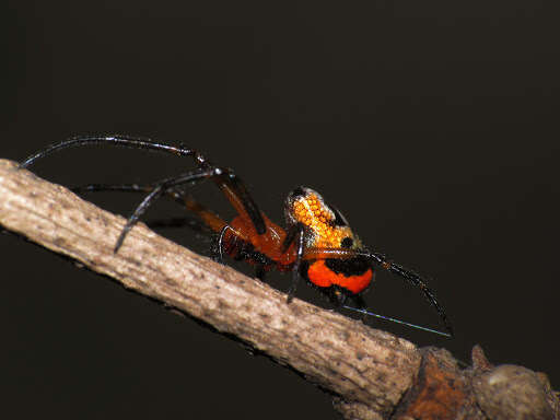 Image of Leucauge fastigata