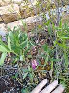 Image of Lathyrus parvifolius S. Watson