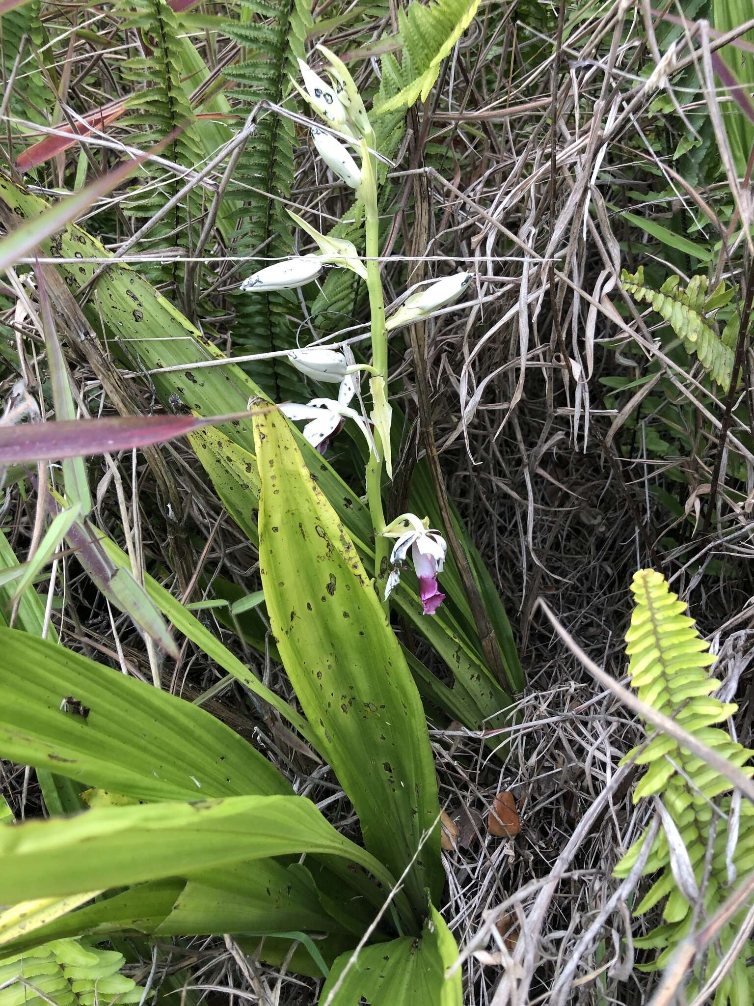 Image de Phaius tankervilleae (Banks) Blume