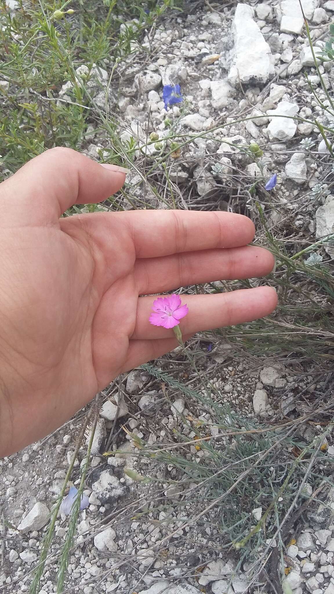 صورة Dianthus humilis Willd. ex Ledeb.