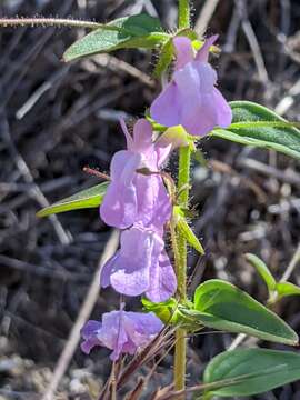 Image of wiry snapdragon