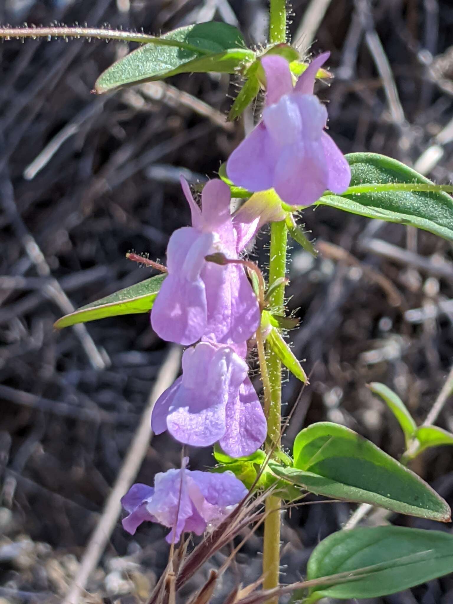 Image de <i>Sairocarpus <i>vexillocalyculatus</i></i> subsp. vexillocalyculatus