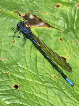 Image of Argia terira Calvert 1907