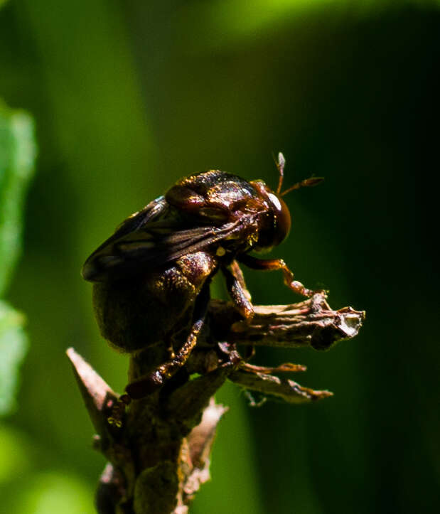 Image of Microdon abditus Thompson 1981