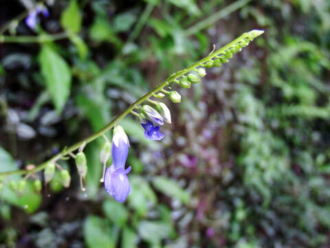 Image of Rhynchoglossum obliquum Blume