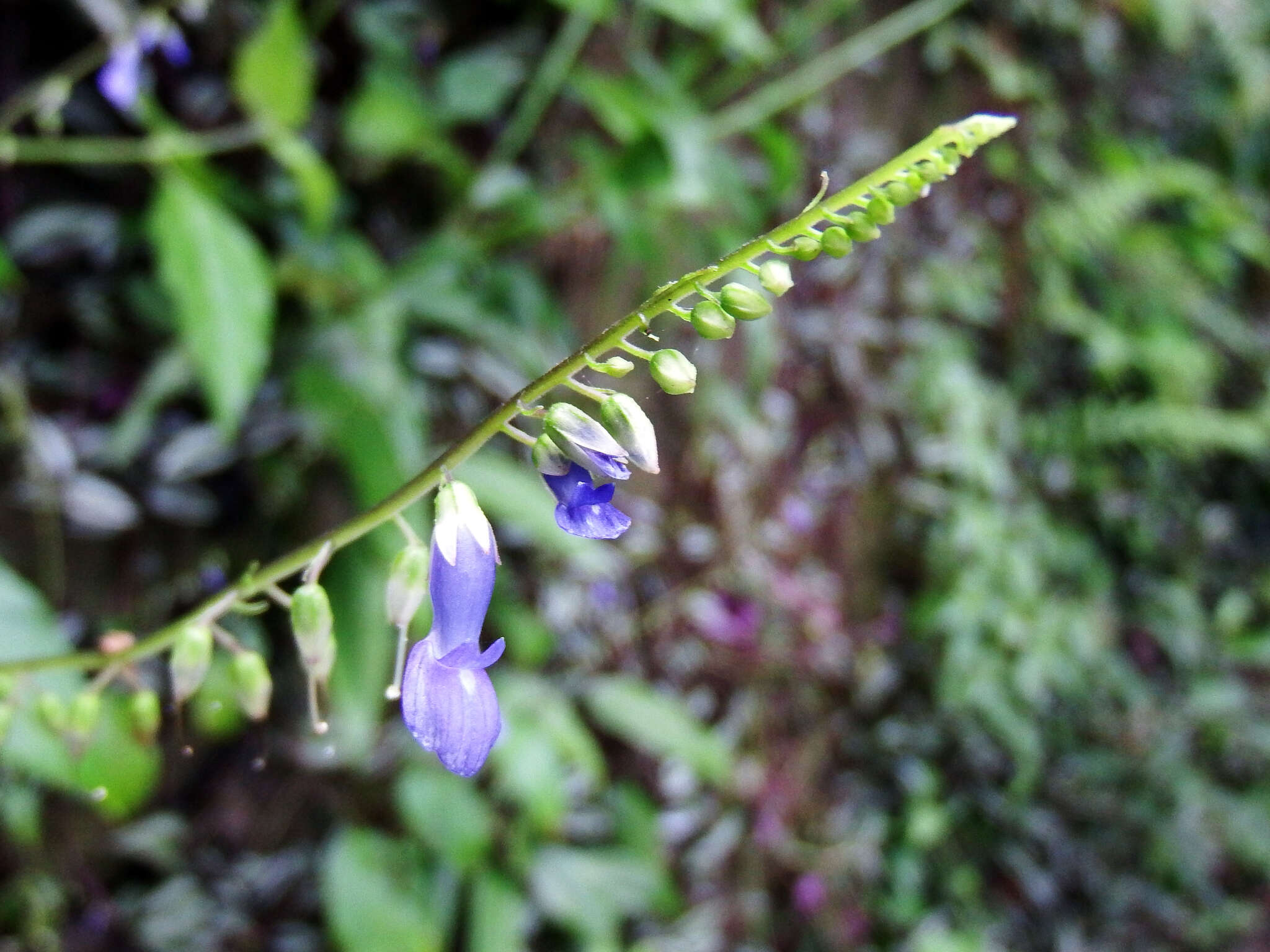 Imagem de Rhynchoglossum obliquum Blume