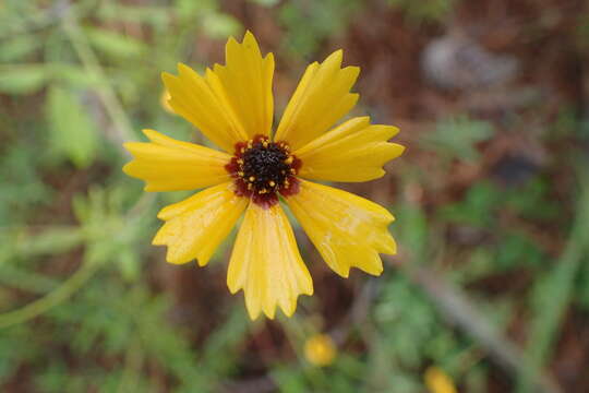 Imagem de Coreopsis basalis (Otto & A. Dietr.) Blake