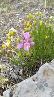 Image of fuzzytongue penstemon