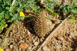 Image of African Wild Cucumber