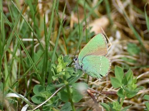 Image of Green Hairstreak