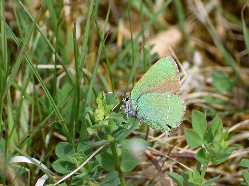 Plancia ëd Callophrys rubi (Linnaeus 1758)