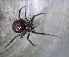 Image of False black widow