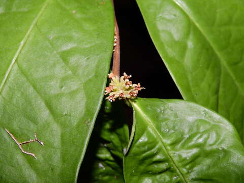 Image of Tapura guianensis Aubl.