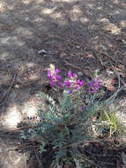 Oxytropis lambertii var. bigelovii A. Gray resmi