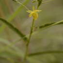 Chamaecrista pumila (Lam.) K. Larsen的圖片