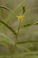 Chamaecrista pumila (Lam.) K. Larsen的圖片