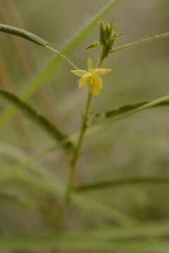 Chamaecrista pumila (Lam.) K. Larsen resmi