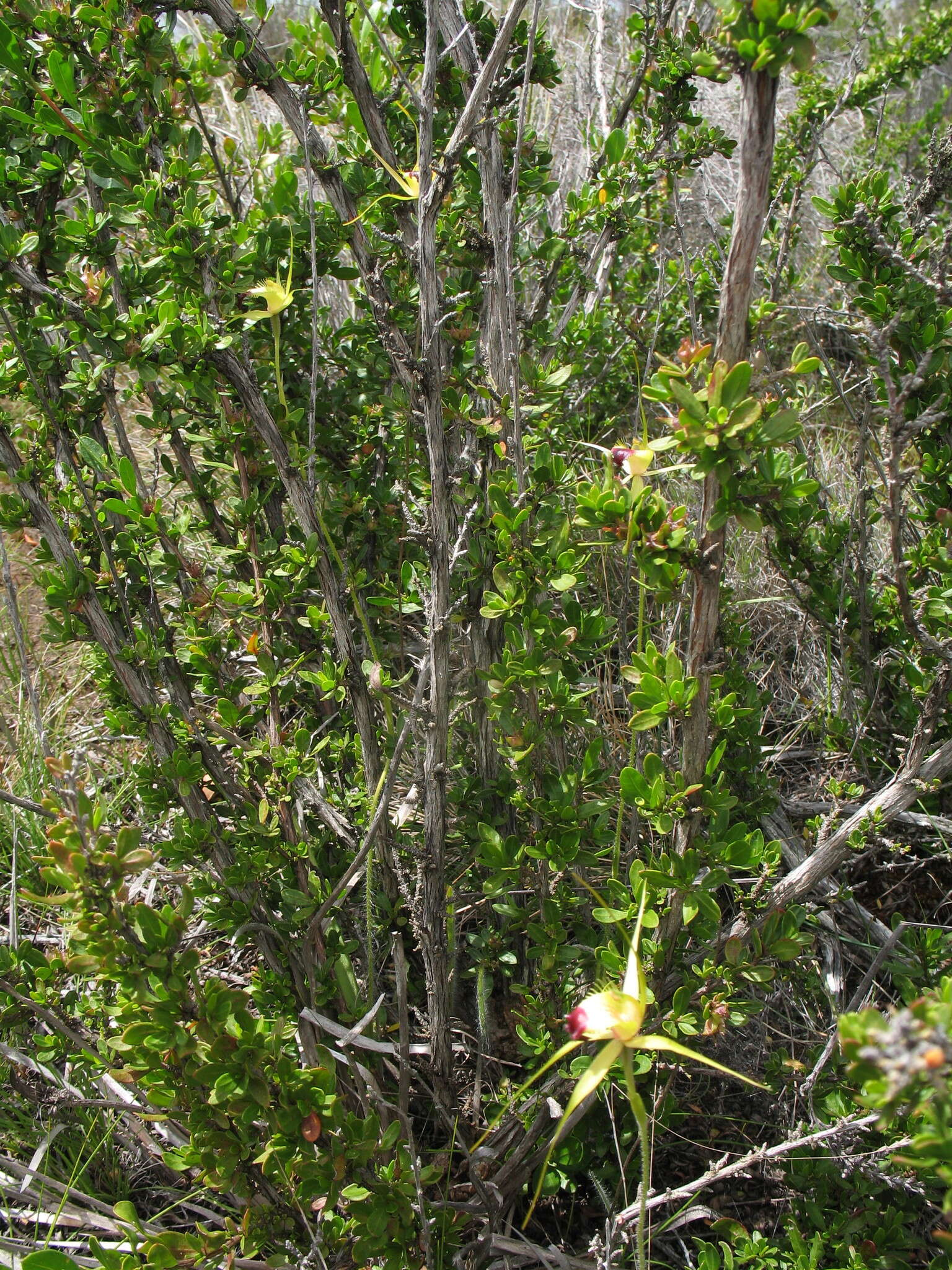 Image of Funnel-web spider orchid