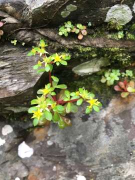 Image of Sedum actinocarpum Yamam.