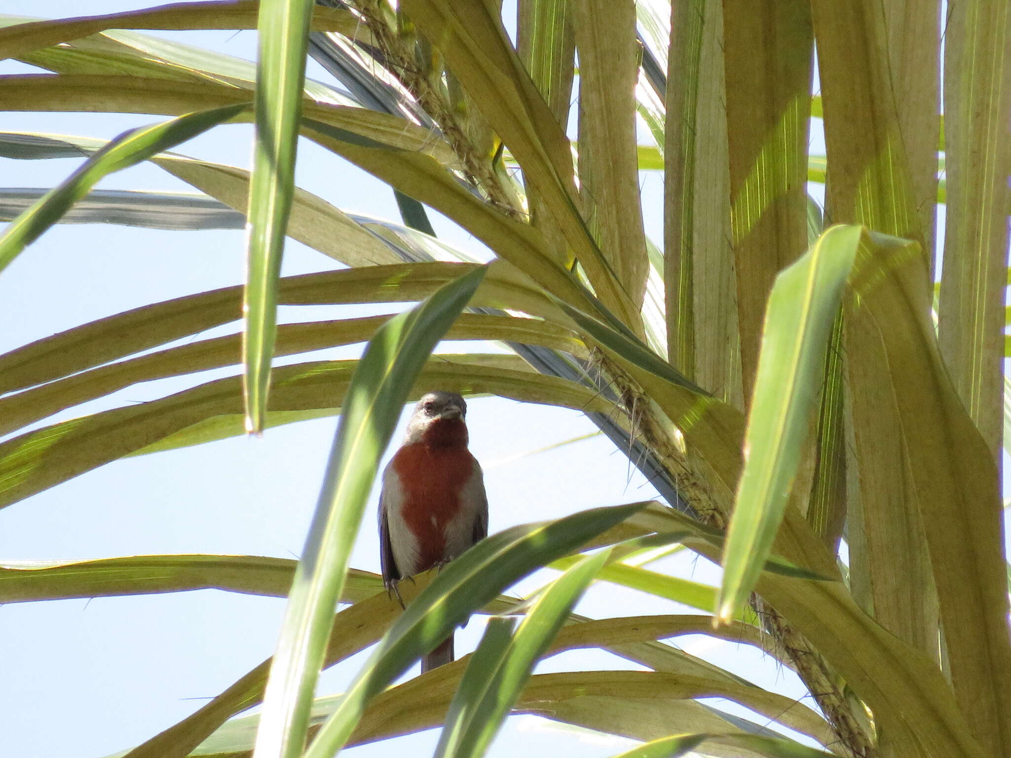 Image of Chestnut-bellied Seedeater