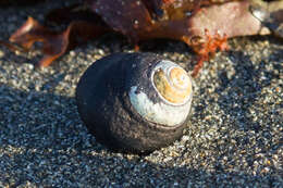 Image of Black Top Shell