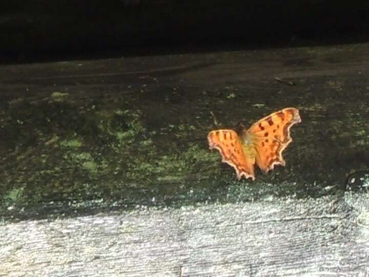 Image of Comma