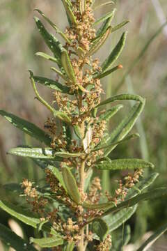 Image of Searsia discolor (E. Mey. ex Sond.) Moffett