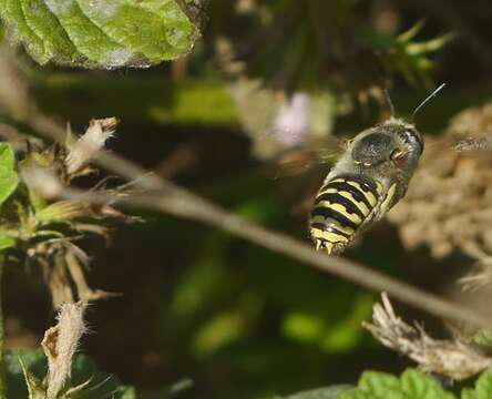 Image of Anthidium cingulatum Latreille 1809