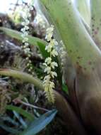 Image of Stelis spathulata Poepp. & Endl.