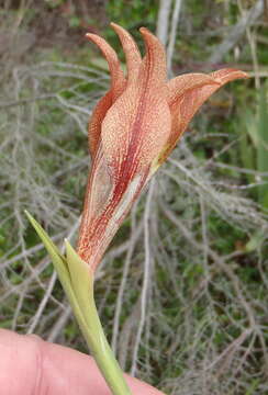 Gladiolus liliaceus Houtt. resmi