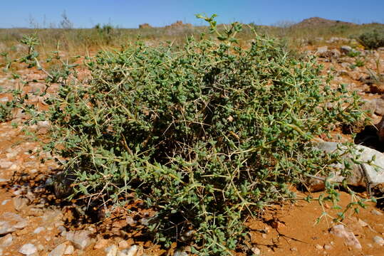 Image of Ruschia divaricata L. Bol.