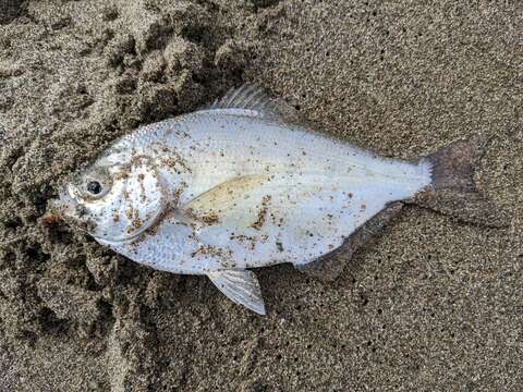 Image of Silver surfperch