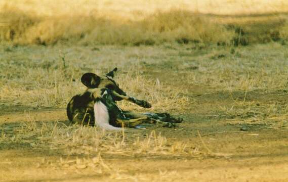 Image of African Hunting Dog