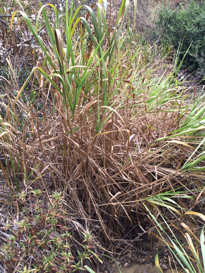 Image of giant wildrye