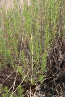 صورة Artemisia salsoloides Willd.