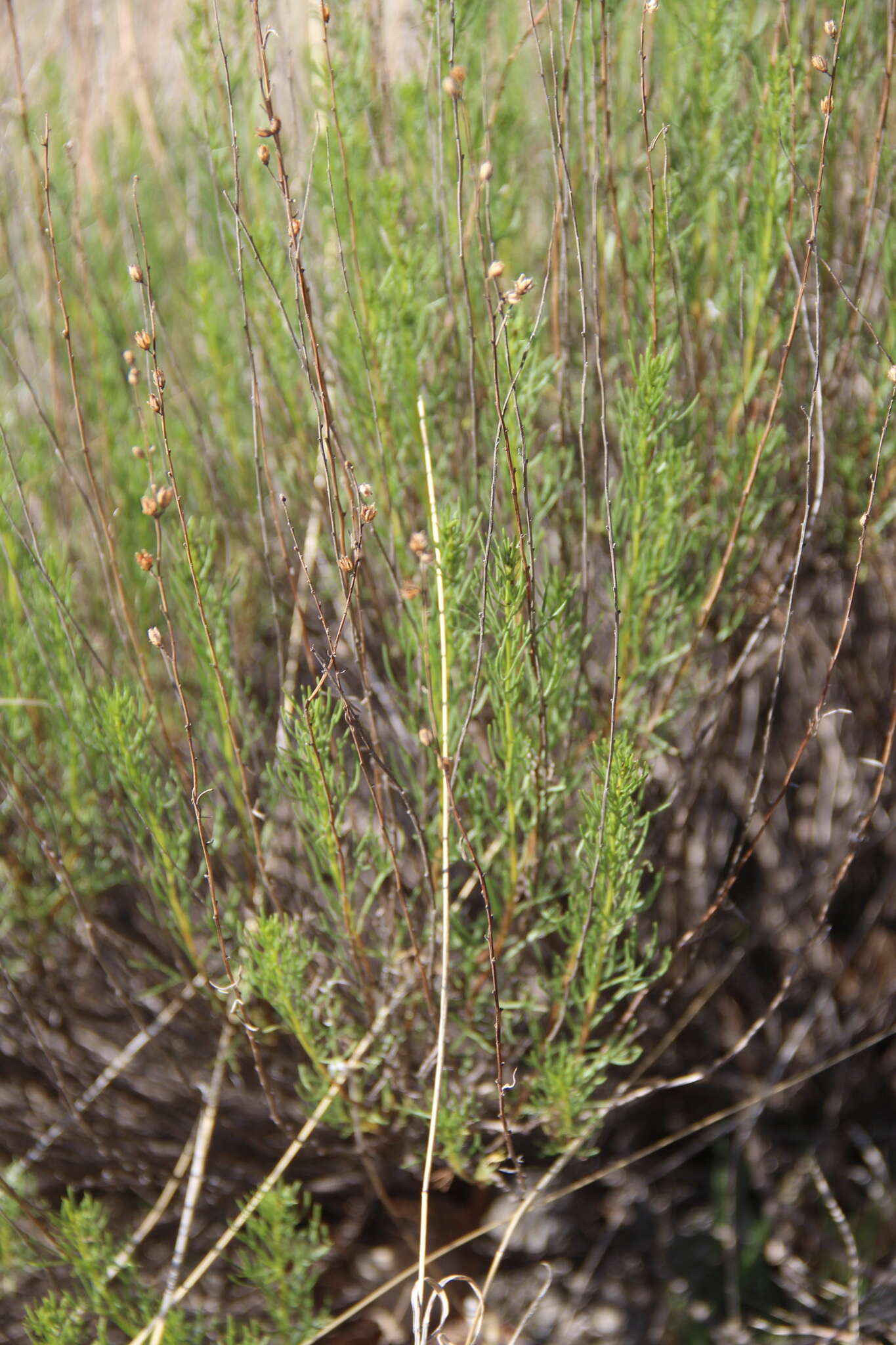 Imagem de Artemisia salsoloides Willd.