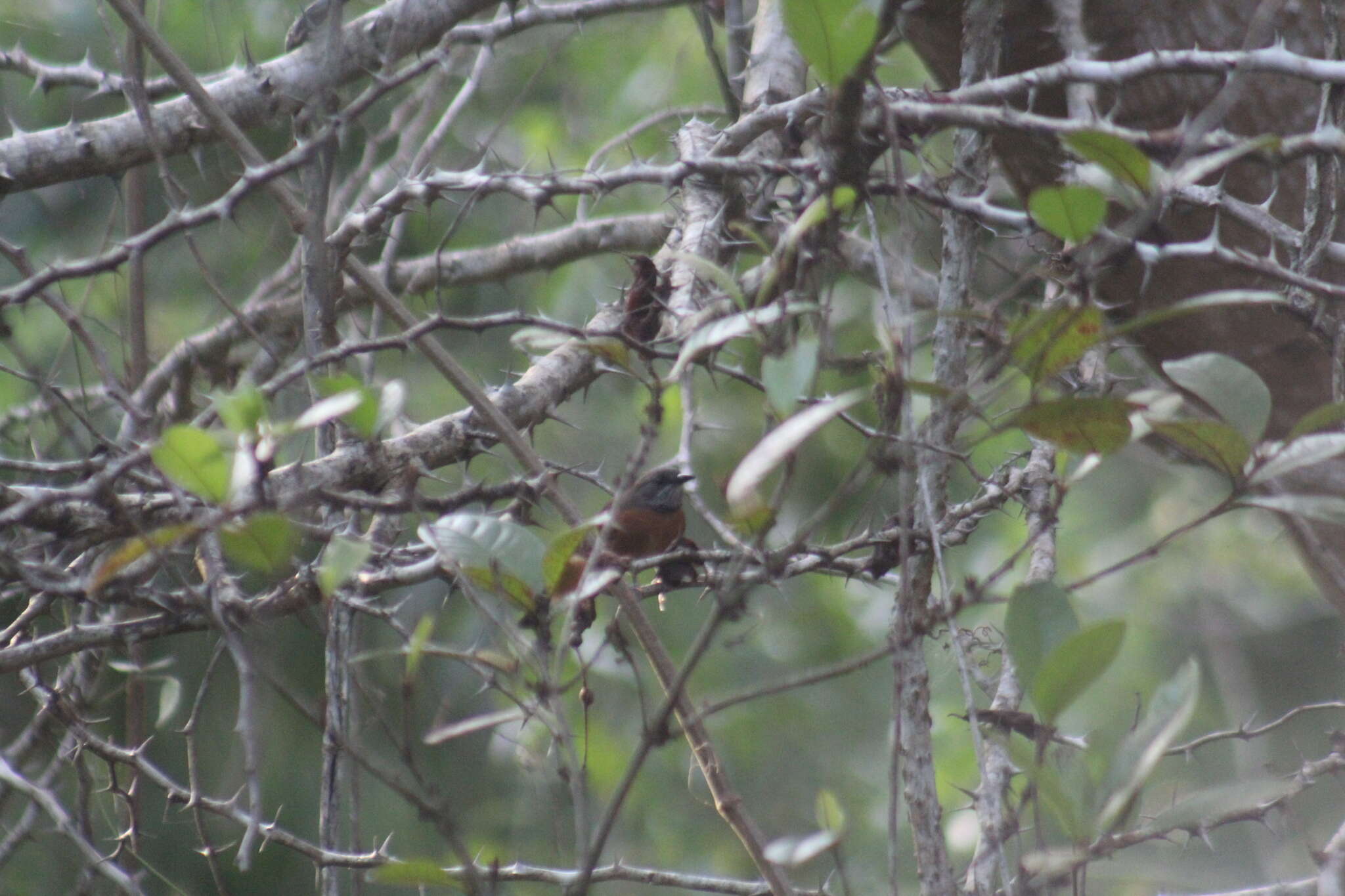 Image of Rufous-breasted Spinetail