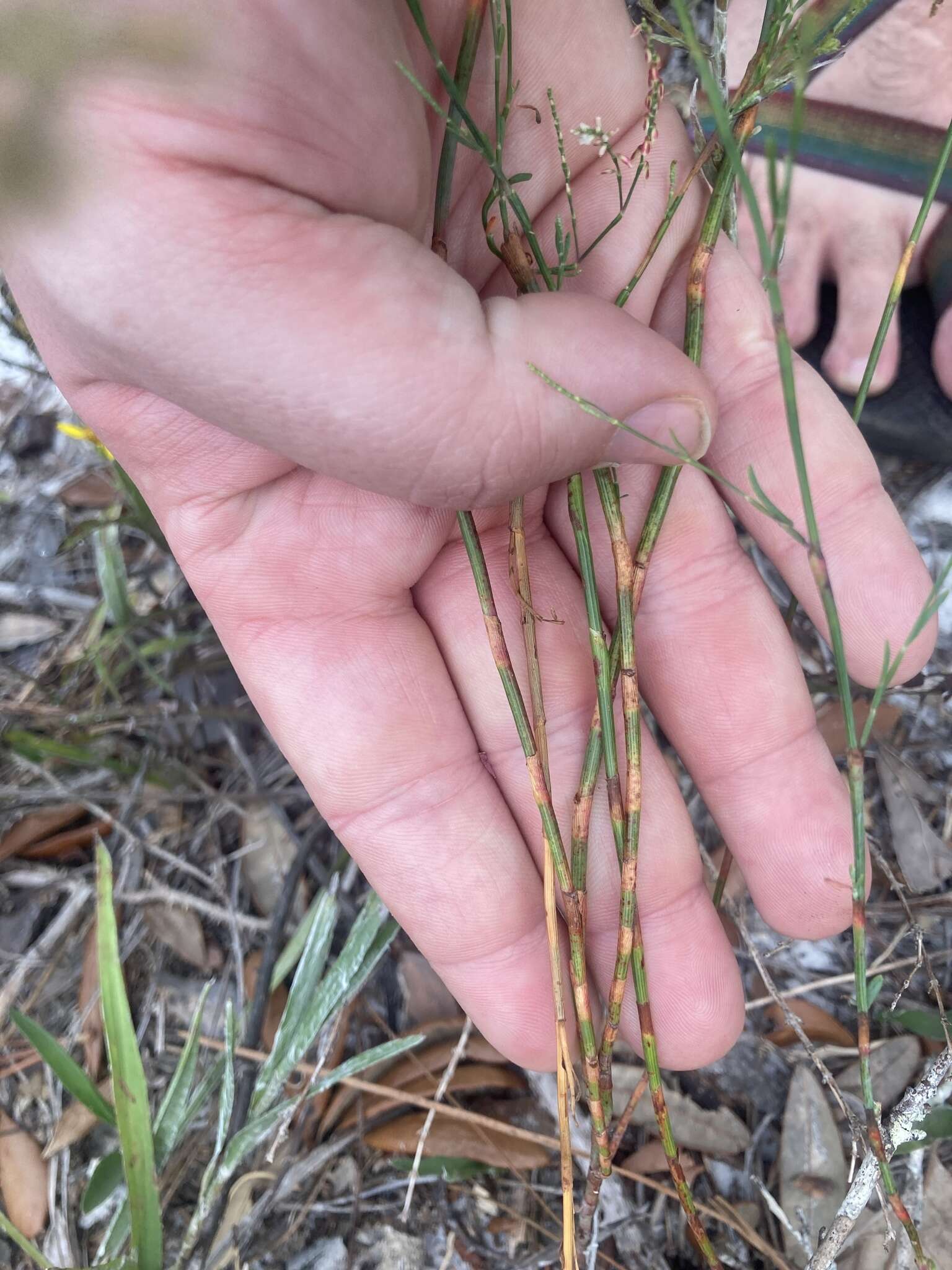 Image of tall jointweed